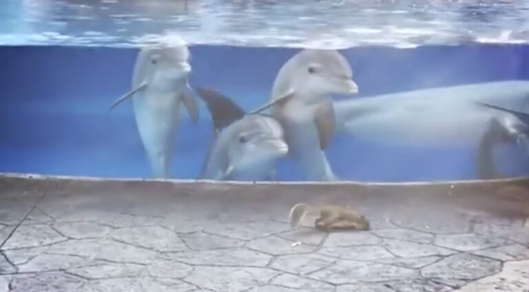 Δελφίνια που μαγεύτηκαν από σκιουράκια είναι ό,τι πιο υπέροχο θα δείτε σήμερα
