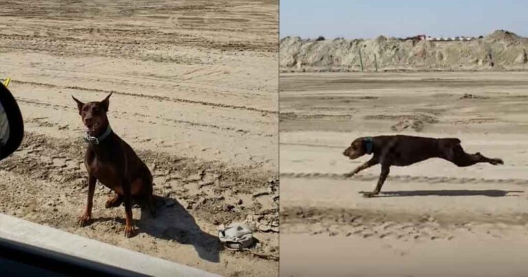 Έβγαλε το ντόπερμαν της βόλτα με το αυτοκίνητο και αυτό έπιασε τα 50 χλμ. την ώρα