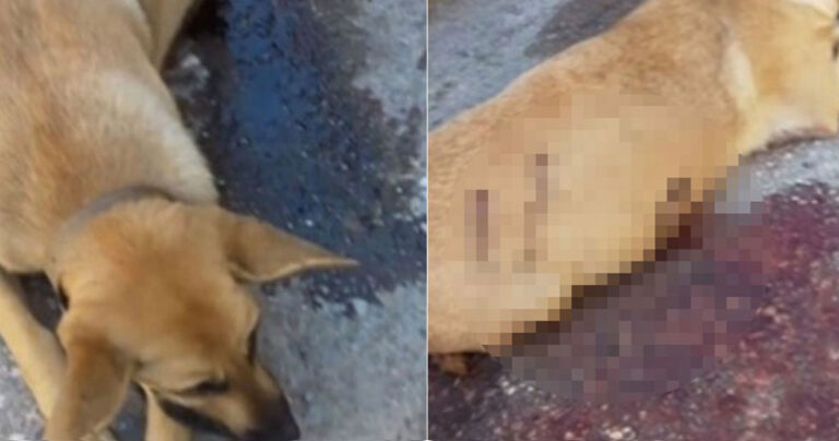 Κρήτη: 2000 ευρώ για να βρεθεί ο υπάνθρωπος που πυροβόλησε και σκότωσε έγκυο σκυλίτσα