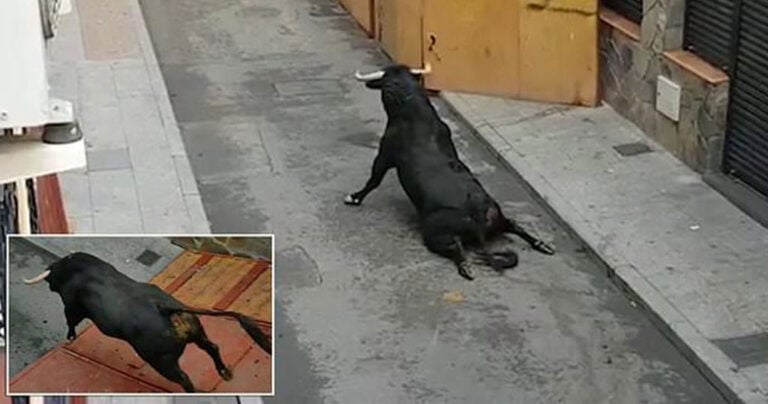 Ταύρος έσπασε και τα 2 πόδια του αφού πήδηξε από φορτηγάκι σε Ισπανικό φεστιβάλ