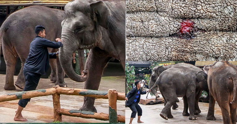 Φωτογραφίες-σοκ δείχνουν φροντιστές να μαχαιρώνουν ελέφαντες μπροστά σε τουρίστες