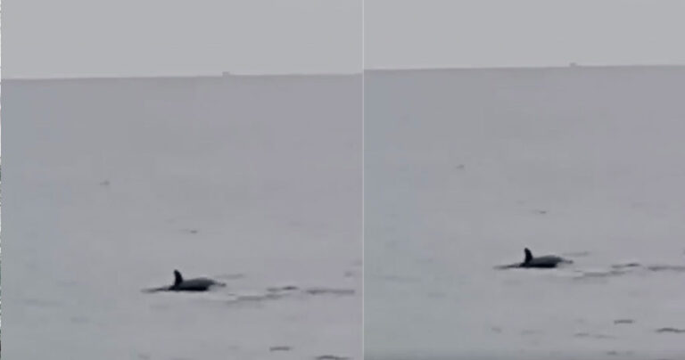 Θεσσαλονίκη:  Δελφίνια έκαναν την εμφάνιση τους στο Θερμαϊκό