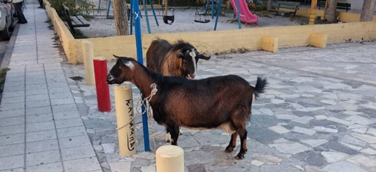 Κρήτη: Aστυνομικοί της ομάδας ΔΙΑΣ «συνέλαβαν» κατσίκα και τράγο γιατί έσπασαν καταστήματα