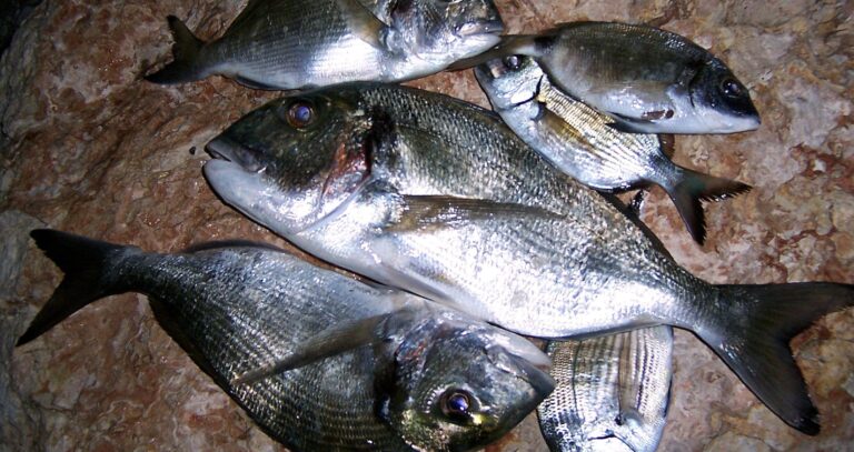 Γιατί η θάλασσα γέμισε τσιπούρες στην Εύβοια;