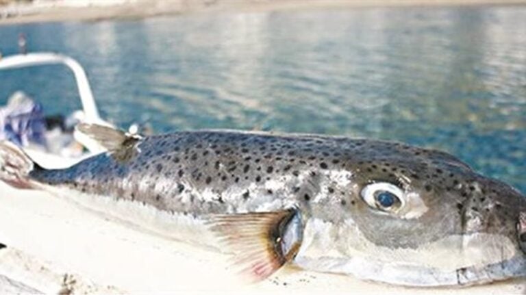 Κρήτη: Γιαγιά μαγείρεψε λαγοκέφαλο και η οικογένεια κατέληξε στο νοσοκομείο