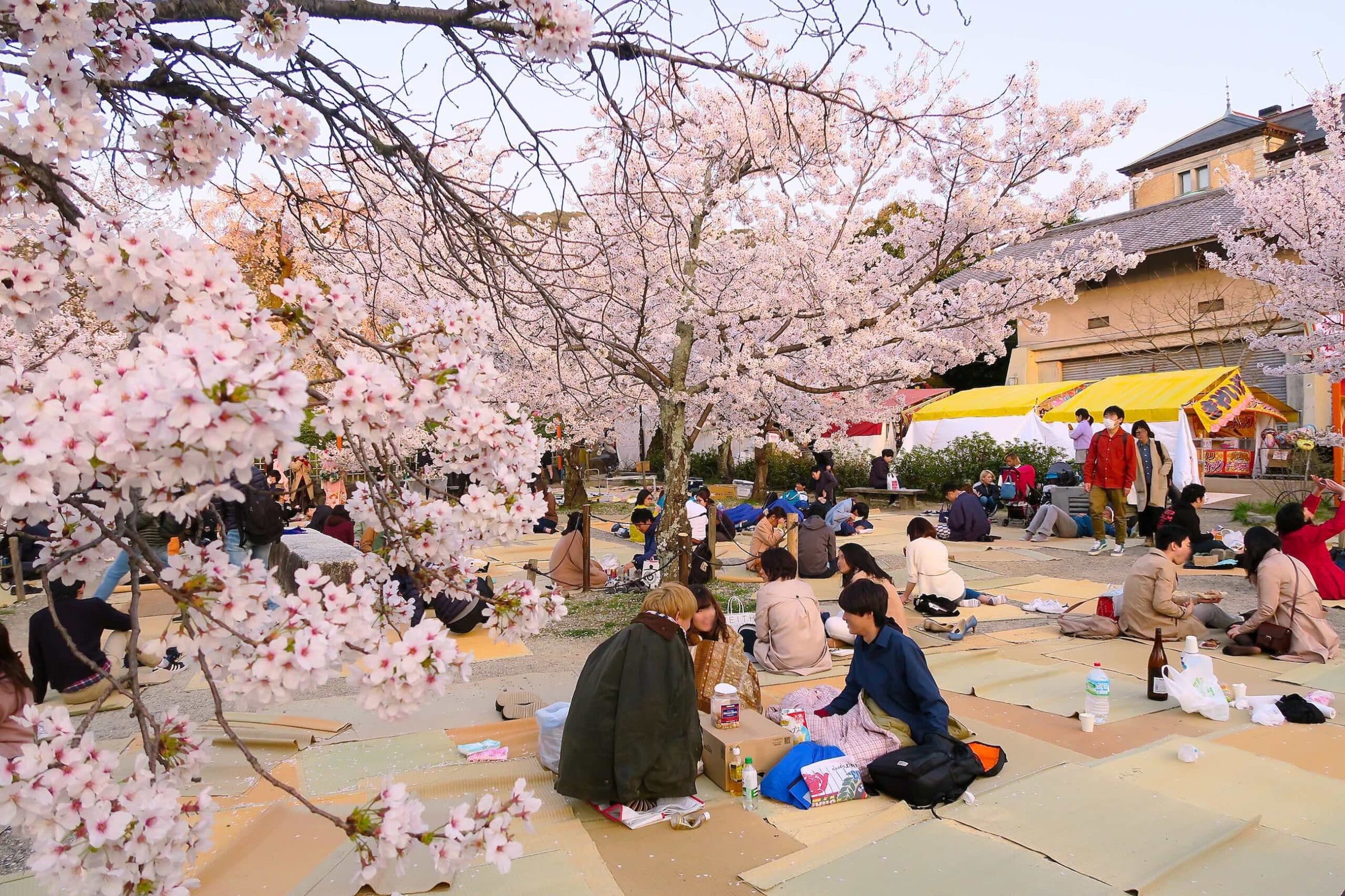 hanami in yasaka edited scaled