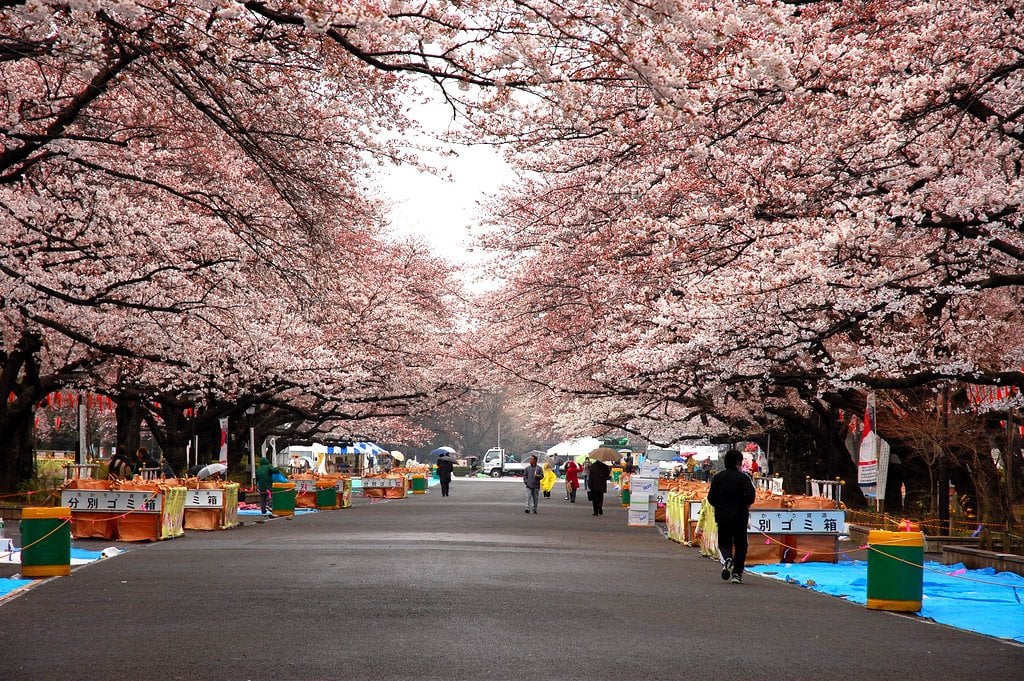 ueno park hanami tokyo