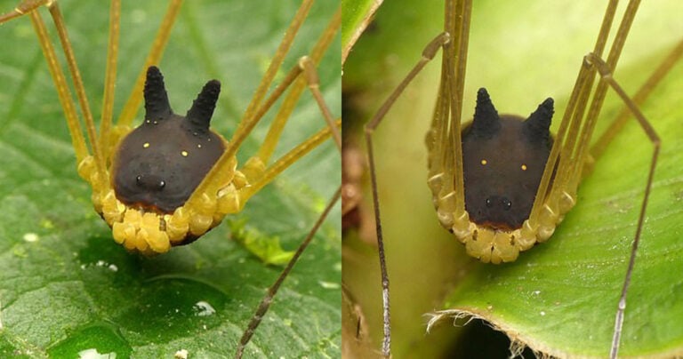 Τρομακτικό πλάσμα μοιάζει με αράχνη που έχει κεφάλι σκύλου