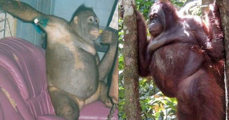 Aνθρώπινη κτηνωδία – Εξέδιδαν θηλυκό ουρακοτάγκο σε οίκο ανοχής