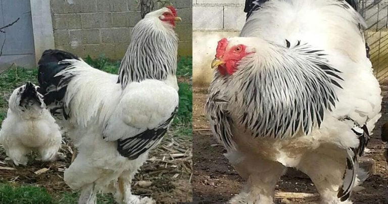 Αυτός είναι ο μεγαλύτερος κόκορας στον κόσμο – Ζει στο Κόσοβο και ονομάζεται «Μερακλής»