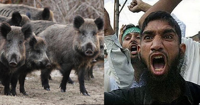 Εύβοια: Ελληνικά αγριογούρουνα κυνήγησαν Πακιστάνο που έπεσε στη θάλασσα για να σωθεί