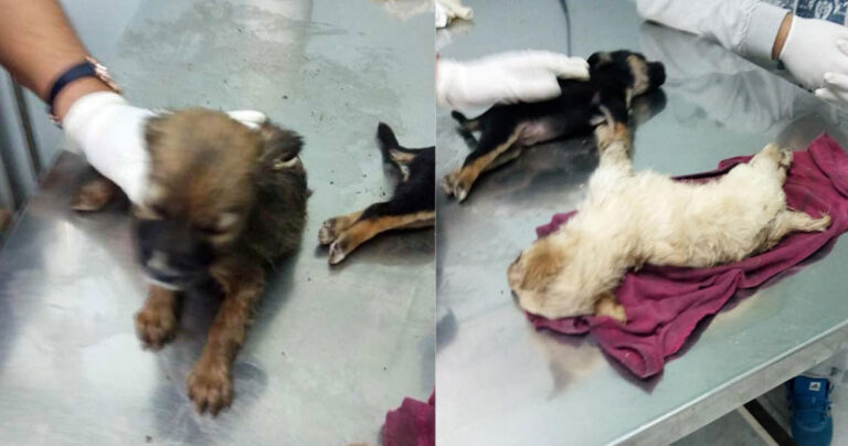 Λάρισα: Πρόστιμο 180.000 ευρώ σε 87χρονο γιατί πέταξε 6 κουτάβια στα σκουπίδια