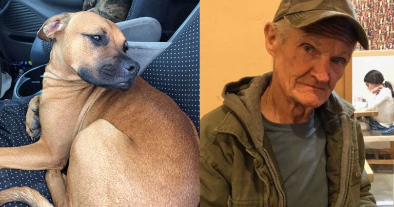 Ροντβάιλερ πυροβόλησε με καραμπίνα και τραυμάτισε σοβαρά τον ιδιοκτήτη του