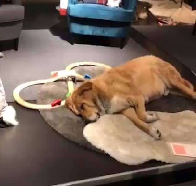 6376124 6405335 a facebook video shows a couple of the dogs happily lounging bet a 8 1542647169303