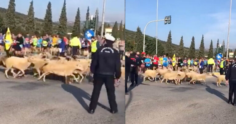 Τρομερό βίντεο από τον Μαραθώνιο: Τσοπάνης και πρόβατα τρέχουν μαζί με τους αθλητές