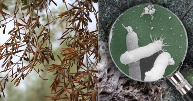 Το βακτήριο που απειλεί την ελαιοπαραγωγή της Ελλάδας – Δεν υπάρχει θεραπεία