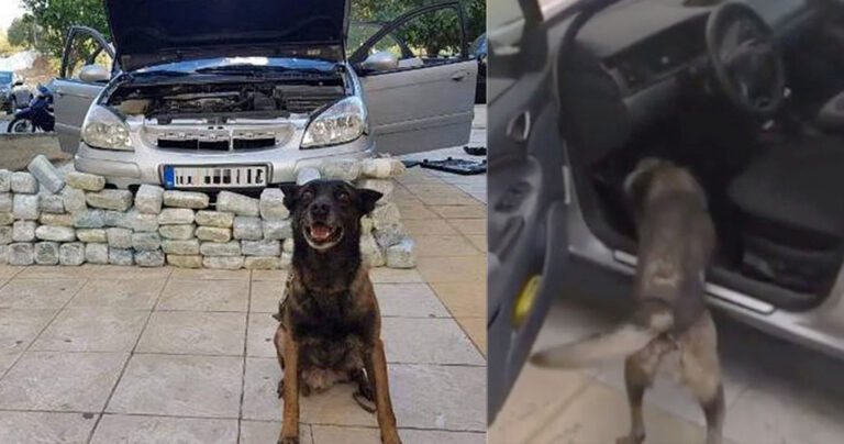 Κιλκίς: Αστυνομικός σκύλος εντόπισε 32 κιλά ναρκωτικών και πόζαρε περήφανος