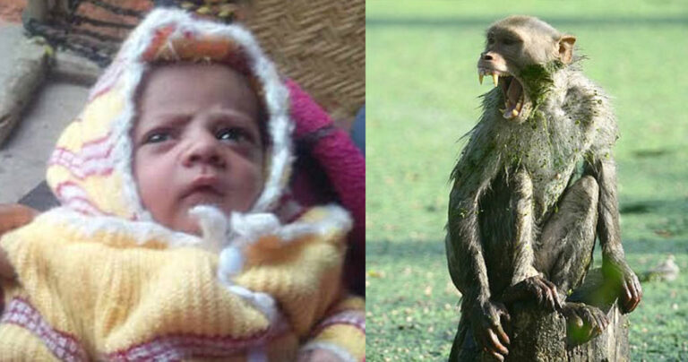 Μαϊμού μπήκε σε σπίτι στην Ινδία άρπαξε βρέφος και το σκότωσε