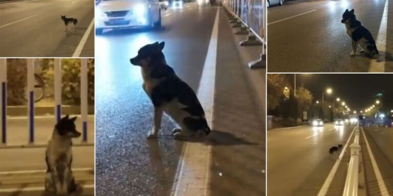 Σκύλος περιμένει εδώ και 2,5 μήνες στο μέρος όπου σκοτώθηκε το αφεντικό του