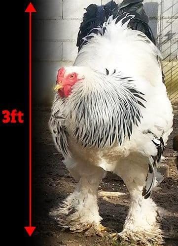 rb composite tall chicken e1543411410441