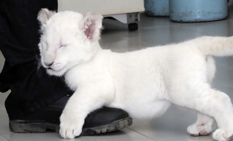 Σπάνιο λευκό λιοντάρι κάνει την πρώτη του δημόσια εμφάνιση