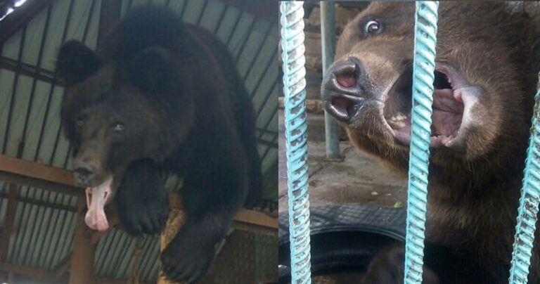 Αρκούδα ακρωτηρίασε το χέρι επισκέπτριας σε ιδιωτικό ζωολογικό κήπο