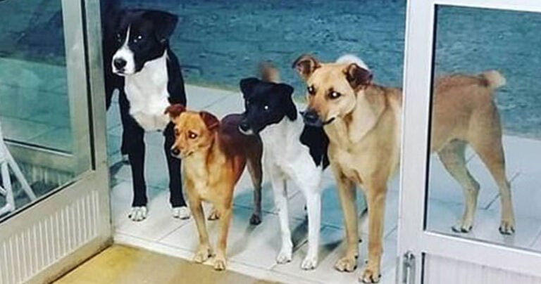 Σκύλοι περιμένουν τον άστεγο ιδιοκτήτη τους έξω από την πόρτα νοσοκομείου που πήγε για εξετάσεις
