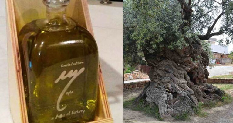 510 ευρώ πουλήθηκε μισό λίτρο ελαιολάδου από υπεραιωνόβιες Κρητικές ελιές