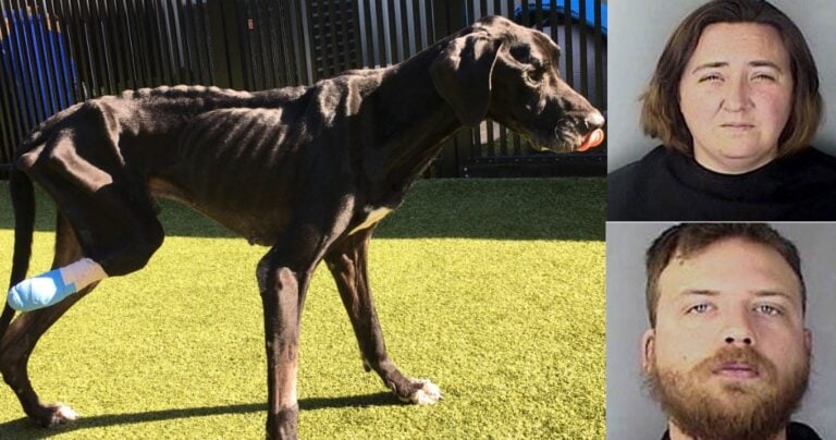 Ζευγάρι συνελήφθη όταν ο σκύλος τους μάσησε το πόδι του από την πείνα