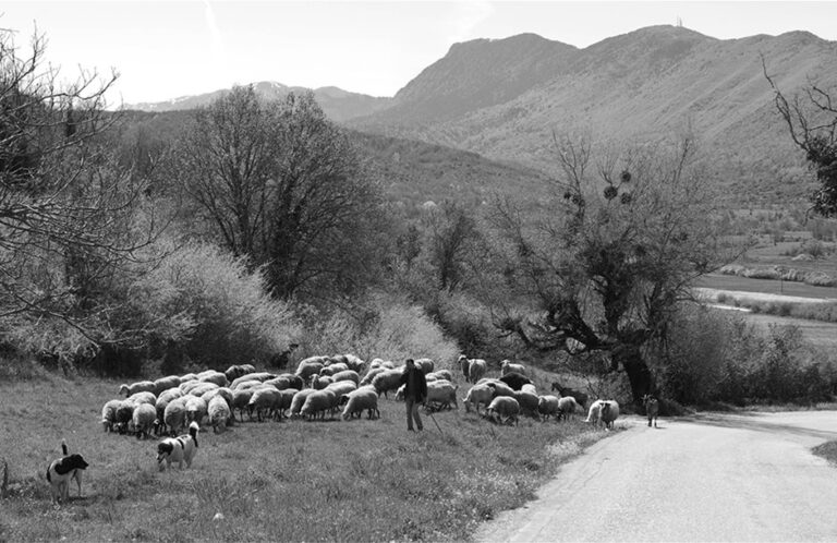 Η τιμωρία κτηνοτρόφου από Βοιωτία που δεν υπέκυψε στον εκβιασμό