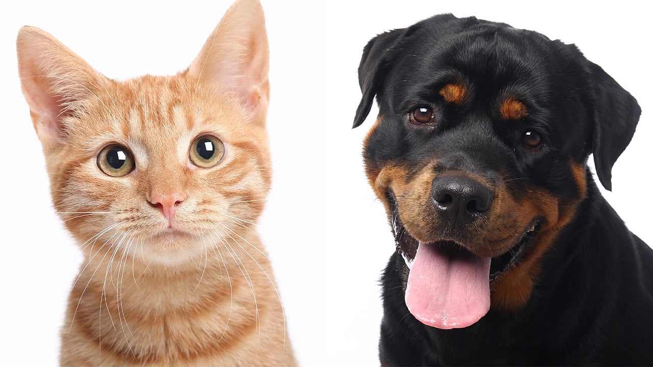 1207673 pets 1280 3