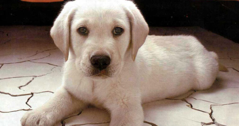 Δείτε πως μπορείτε να σώσετε ένα ζώο που έφαγε φόλα