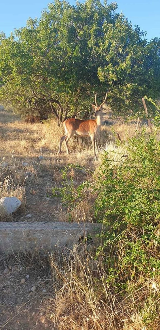 Σκότωσαν το ελαφάκι που ζούσε κοντά σε σπίτια στους πρόποδες της Πάρνηθας 3 ελαφακι