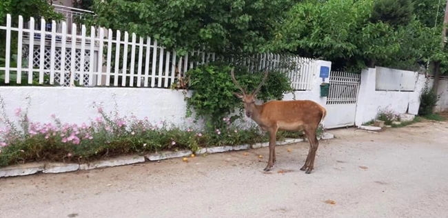 Σκότωσαν το ελαφάκι που ζούσε κοντά σε σπίτια στους πρόποδες της Πάρνηθας 1 Αυτό κι αν είναι κτηνωδία: Σκότωσαν το ελαφάκι που ζούσε κοντά σε σπίτια στους πρόποδες της Πάρνηθας