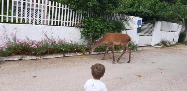 Σκότωσαν το ελαφάκι που ζούσε κοντά σε σπίτια στους πρόποδες της Πάρνηθας 2 ελαφακι