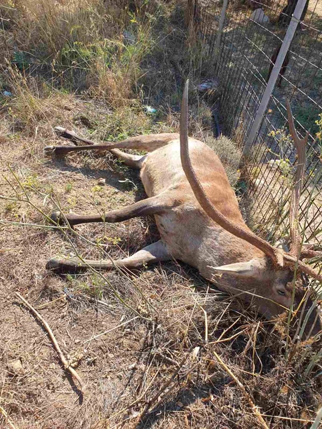 Σκότωσαν το ελαφάκι που ζούσε κοντά σε σπίτια στους πρόποδες της Πάρνηθας 5 ελαφακι