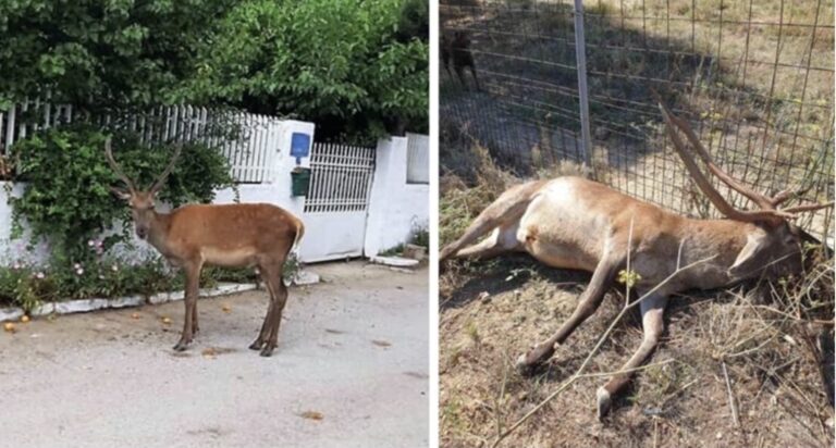 Σκότωσαν το ελαφάκι που ζούσε κοντά σε σπίτια στους πρόποδες της Πάρνηθας