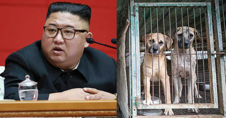 Κιμ Γιονγκ Ουν: Διέταξε τους Βορειοκορεάτες να δώσουν τους σκύλους τους για κρέας λόγω έλλειψης τροφίμων