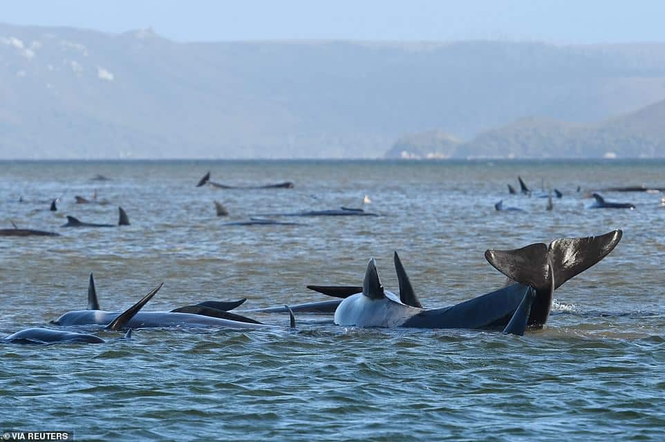 33430670 8766729 the stranded pod of pilot whales pictured on monday spread acros a 45 1600914053717