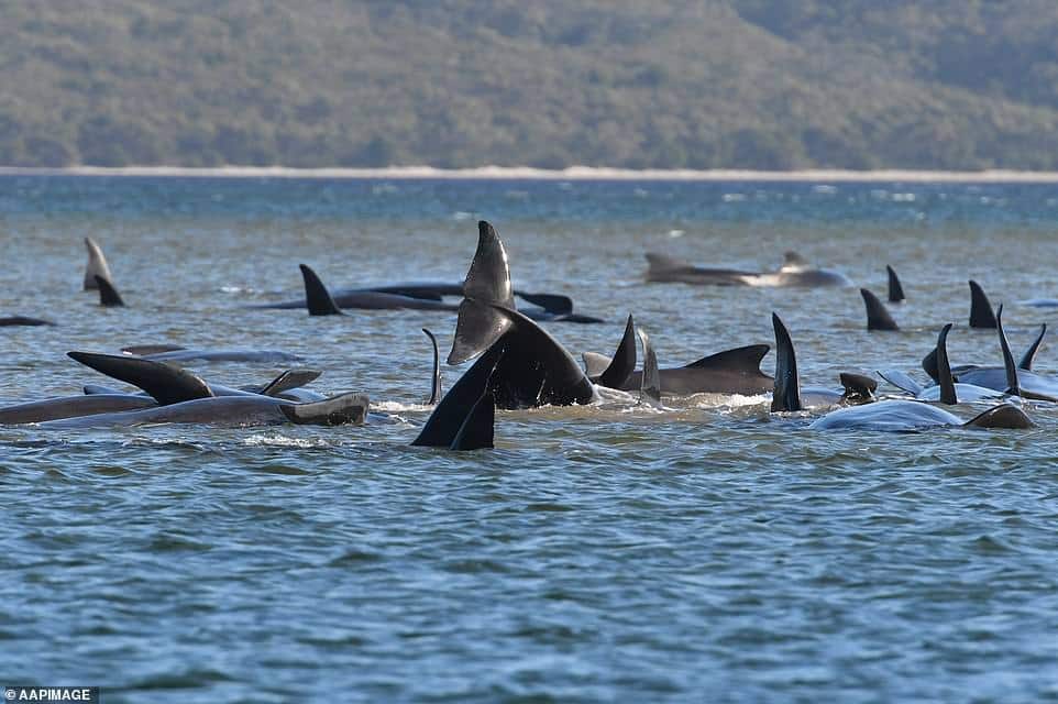 33430680 8766729 beached whales most often died of dehydration as thick coats of a 39 1600914053170