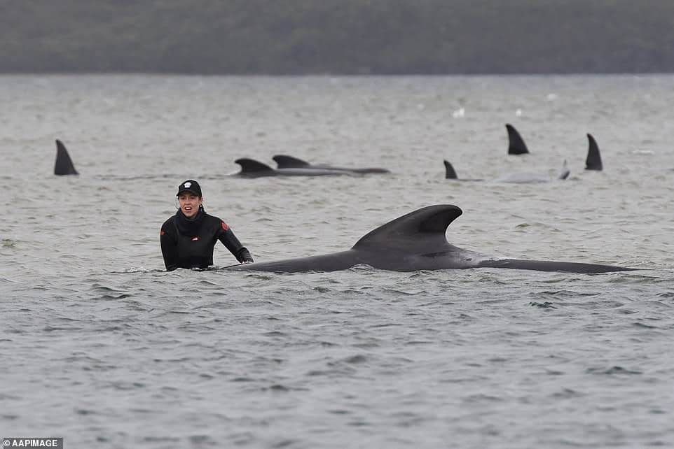 33466108 8766729 scientists do not know how or why pods of whales become beached a 42 1600914053198