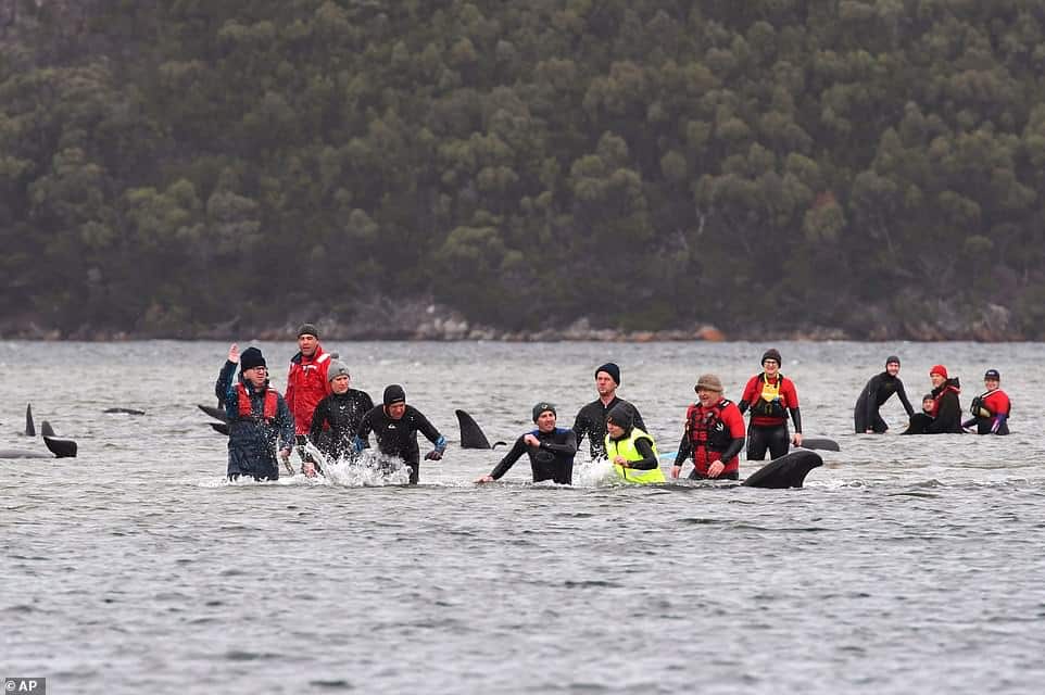 33474696 8766729 rescue workers say they are being forced to triage the whales du a 41 1600914053195