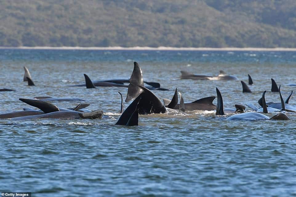 33474718 8766729 beached whales most often die of dehydration caused by overheati a 43 1600914053200