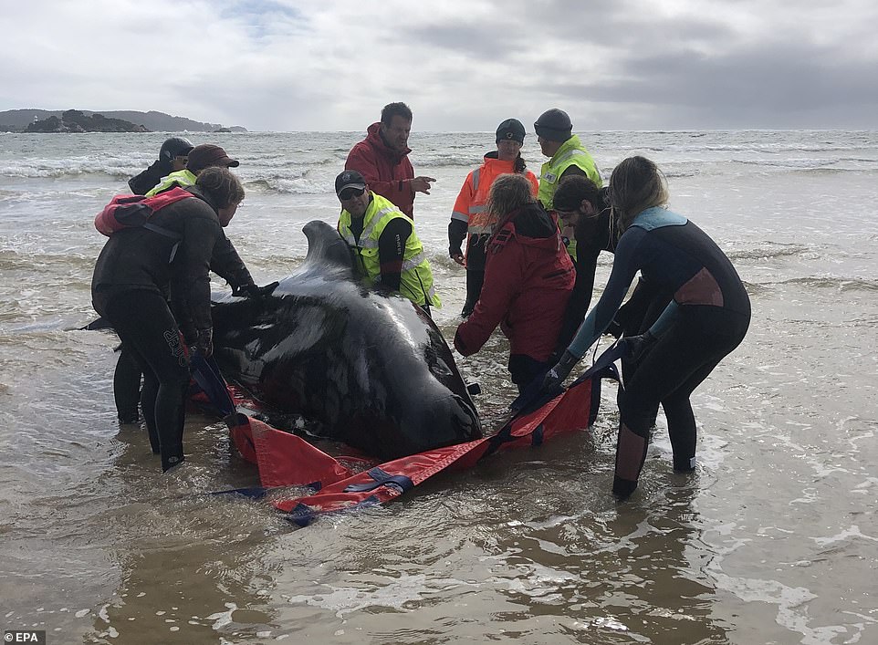 33515970 8766729 workers used boats fitted with slings to drag the animals off th a 40 1600914053180