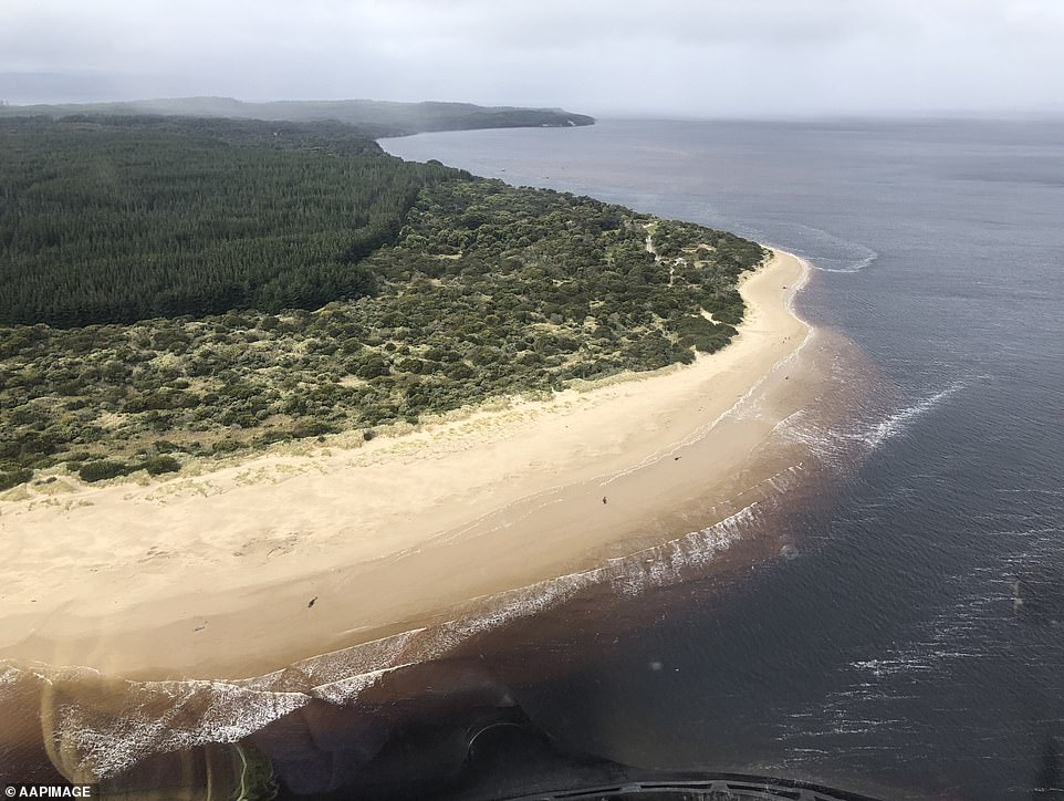 33554934 8766729 stranded whales are pictured dotted along the shore line near th a 18 1600917204669