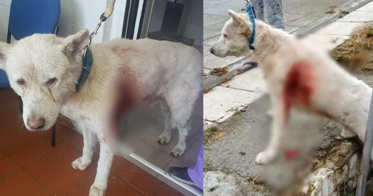 Μαχαίρωμα σκύλου: Καθηγητής φυσικός που κάνει ιδιαίτερα σε παιδιά με γυναίκα νηπιαγωγό ο δράστης