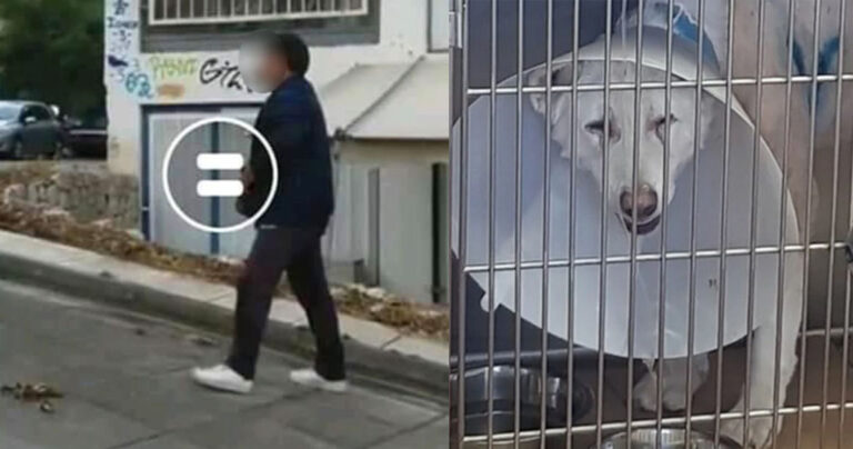 Αρνείται ότι μαχαίρωσε τον σκύλο ο 54χρονος καθηγητής στη Νίκαια