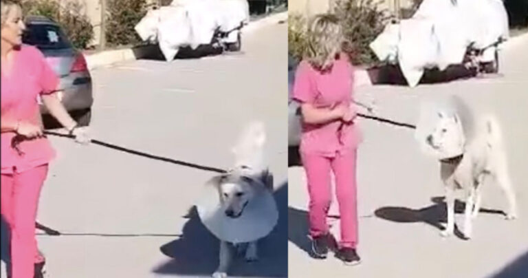 Νίκαια: Την πρώτη του βόλτα έξω έκανε ο σκύλος που μαχαίρωσε ο καθηγητής