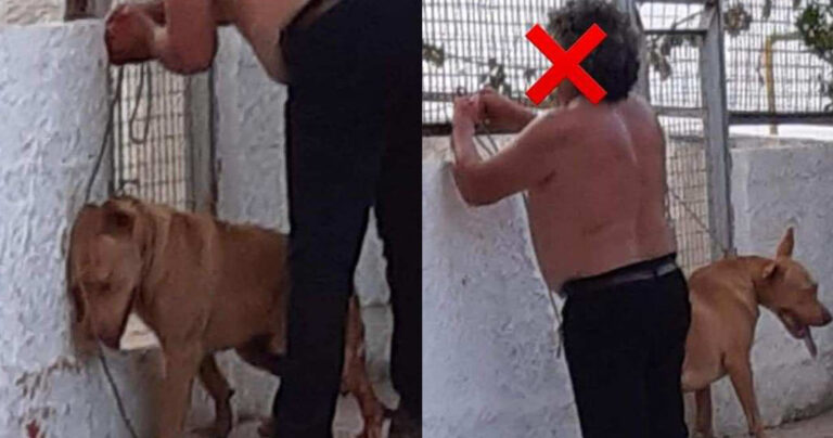 Φρίκη στην Κρήτη: 55χρονος κρέμασε και έκοψε τους όρχεις του σκύλου του