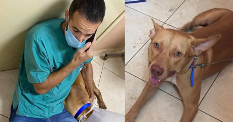 Ο κτηνίατρος φύλακας-άγγελος που έσωσε τον κακοποιημένο σκύλο στην Κρήτη